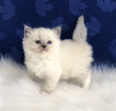 Ragdoll kitten near me - Feb 15, 2024 · The 9 Ragdoll Kitten Breeders in Florida. 1. Compass Ragdolls. Visit Their Website. Daytona Beach, FL. This small cattery is devoted to breeding kittens with excellent bloodlines and health. The ... 